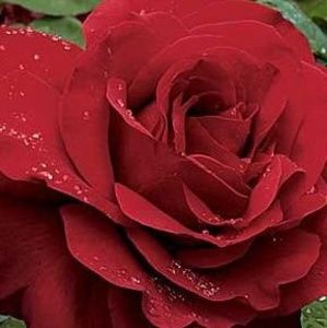 Meet your Posher, Hazel l